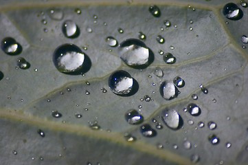 Image showing Drops on a leaf