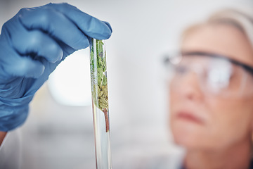 Image showing Science, plants and senior scientist with a test tube doing ecology research in a laboratory. Sustainable, agriculture and female botanist studying and analyzing natural leaves in glass vial in a lab