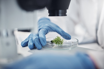 Image showing Science, research and hands with plants in petri dish for horticulture lab test, examination and study. Laboratory, agriculture and leaf for biotechnology, forensic analysis and microscope sample