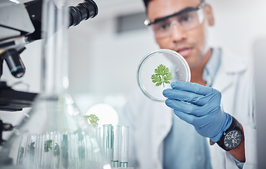 Image showing Hand, science and plant sample with a man doctor working in a laboratory for medical research innovation. Healthcare, study and biology with a male scientist at work in a lab for medicine development