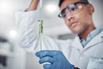 Image showing Scientist, test tube and plant analysis working in laboratory for science innovation, agriculture research or ecology pharmacist study. Doctor, chemistry expert and botanical development in lab