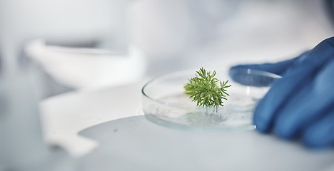 Image showing Science, research and hands with plants in petri dish for horticulture lab test, examination and study. Laboratory, agriculture and leaf for biotechnology, forensic analysis and microscope sample