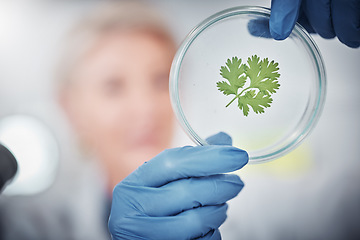 Image showing Science, research and plant sample with a doctor woman at work in a biology lab for innovation or development. Healthcare, medicine and study with a female scientist working on plants in a laboratory