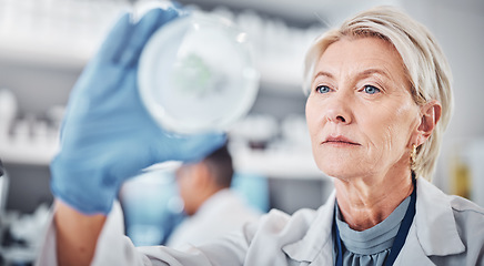 Image showing Science, research and sample with a doctor woman at work in a biological lab for innovation or development. Healthcare, medicine and study with a female scientist working on plants in a laboratory