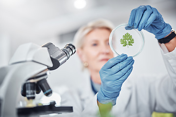 Image showing Science, research and plant sample with a doctor woman at work in a biology lab for innovation or development. Healthcare, medicine and study with a female scientist working on plants in a laboratory