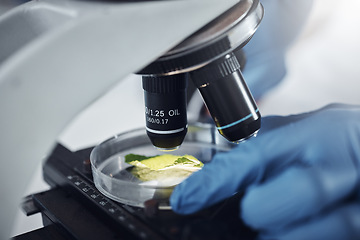 Image showing Science, research and plant sample on microscope for exam, lab test and study for agriculture. Laboratory, biotechnology and close up of leaf in glass for medical development, innovation and medicine