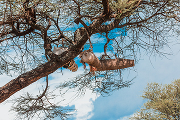 Image showing Acacia With Beehives, Ethiopia, Africa