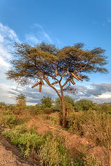 Image showing Acacia With Beehives, Ethiopia, Africa