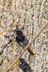 Image showing Black Redstart in springtime