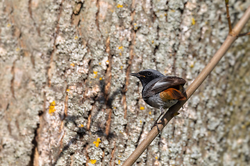 Image showing Black Redstart in springtime