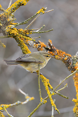 Image showing small song bird Willow Warbler, Europe wildlife