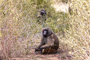 Image showing injured chacma baboon, papio ursinus, Ethiopia. Africa