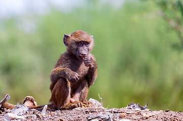 Image showing baby of chacma baboon sitting on garbage at the landfill, Ethiopia