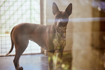 Image showing Animal shelter, adoption and sanctuary with a dog standing in a rescue center alone for foster care. Pet, charity and welfare with a homeless mammal, canine or puppy inside of a nonprofit or ngo