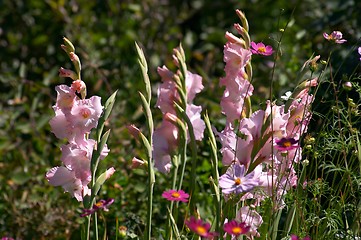 Image showing Gladiolus