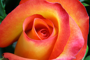 Image showing Close up of beautiful rose