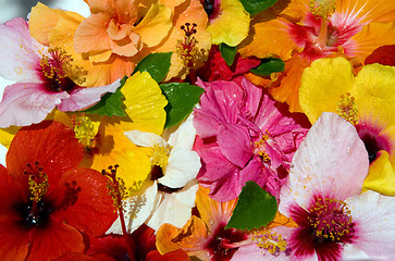 Image showing Hibiscus flowers after tropical rain