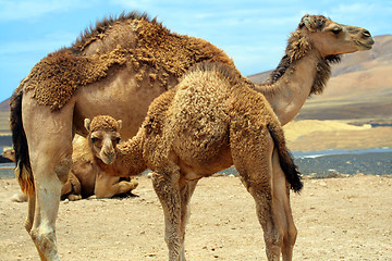 Image showing Baby camel near mother camel in the desert