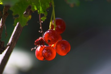 Image showing Red currant