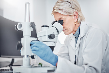 Image showing Mature woman, microscope or laboratory scientist in plant growth analytics, food engineering or leaf medical research. Biologist, worker or employee with science magnify technology for sustainability