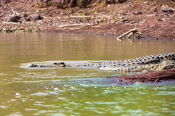 Image showing big nile crocodile, Chamo lake Falls Ethiopia