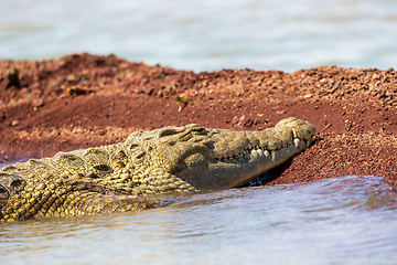 Image showing big nile crocodile, Chamo lake Falls Ethiopia