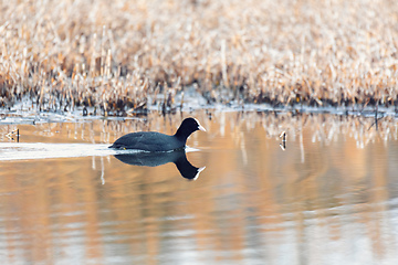 Image showing Bird Eurasian coot Fulica atra