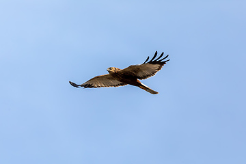 Image showing Marsh Harrier, Birds of prey, Europe Wildlife