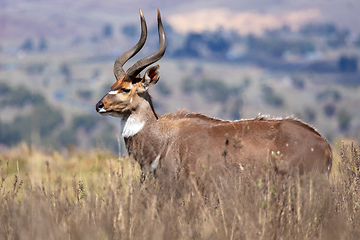 Image showing endemic Mountain Nyala in ale mountains Ethiopia