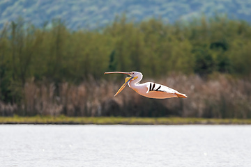 Image showing Great White Pelicans, Ethiopia, Africa wildlife