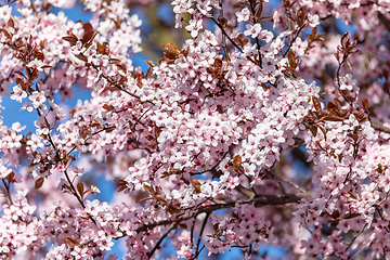 Image showing vivid pink cherry sakura blossom flowers