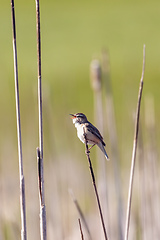 Image showing small song bird Sedge warbler, Europe wildlife