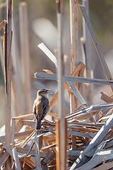 Image showing small song bird Sedge warbler, Europe wildlife