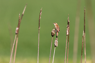 Image showing small song bird Sedge warbler, Europe wildlife