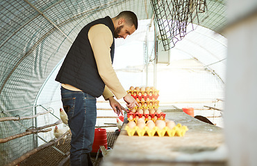 Image showing Chicken farmer, eggs and man on farm in barn checking egg quality assessment, tray organization and collection. Harvest, agriculture and poultry farming small business owner working in chicken coop.