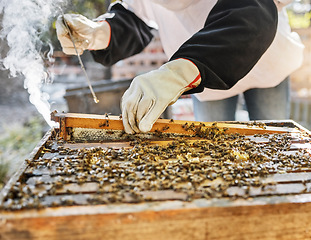 Image showing Hands, smoke and beekeeping with a farmer woman at work in the countryside for agriculture or sustainability. Bees, honey and farm with a female beekeeper smoking a hive for organic product extract