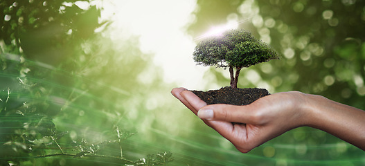 Image showing Hand, palm and tree for nature sustainability, eco friendly or care, nurture or conservation of environment. Earth day, climate change or sustainable future with woman holding plants in soil for agro