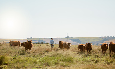 Image showing Farm, cow and countryside field for agriculture industry, cattle farming and sustainable environment. Cows, livestock and animals ecology for eco friendly land growth, beef meat or milk production