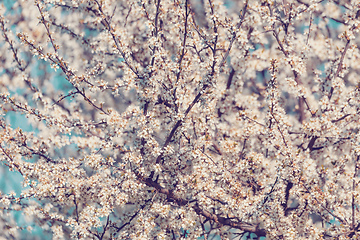 Image showing Midland hawthorn white flowering tree