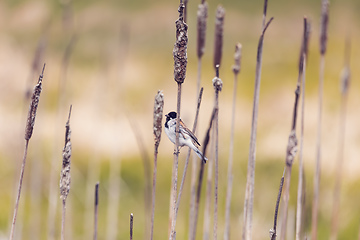 Image showing Common reed bunting female on the branch