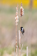 Image showing Common reed bunting female on the branch