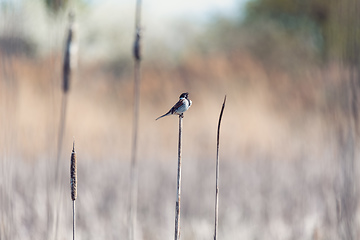 Image showing Common reed bunting female on the branch