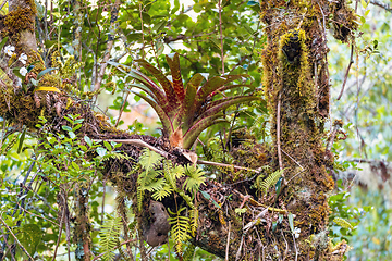 Image showing Bromeliad on a tree branch. San Gerardo, Costa Rica