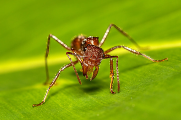 Image showing Paraponera clavata known as the bullet ant Tortuguero Cerro, Costa Rica