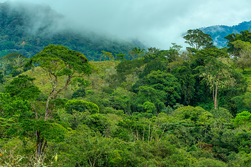 Image showing Dense Tropical Rain Forest, Costa rica