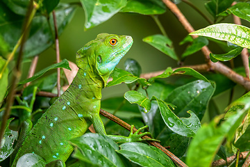 Image showing Plumed green basilisk, female Tortuguero, Costa Rica wildlife .