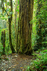 Image showing Dense Tropical Rain Forest, Santa Elena Costa Rica