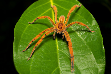 Image showing Wandering spider (Cupiennius getazi, Ctenidae)) Tortuguero, Costa Rica