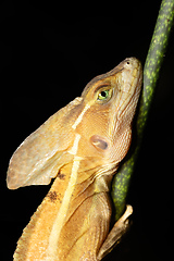 Image showing brown basilisk, Basiliscus vittatus Tortuguero, Costa Rica