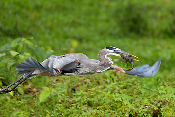 Image showing great blue heron, Ardea herodias with Hypostomus plecostomu in beak, Costa Rica